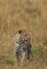Fototapeta na wymiar Portrait of a leopard while walking in the grasses, Masai Mara.