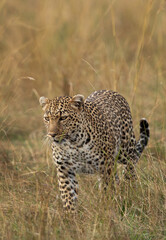Fototapeta na wymiar Leopard in the grassland of Masai Mara, Kenya