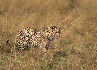 leopard walking in the grasses of Masai Mara, Kenya