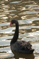 Cisne negro nadando en un lago.	