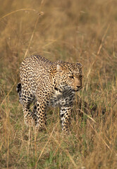 Fototapeta na wymiar Portrait of a leopard taken while walking in the grasses, Masai Mara.