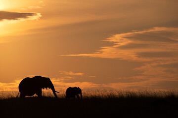 Silhouette of African elephant and calf in the grassland during sunset, Masai Mara, Kenya