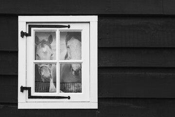 A white window on a black wooden wall with a drawing of two horses. - 554673093