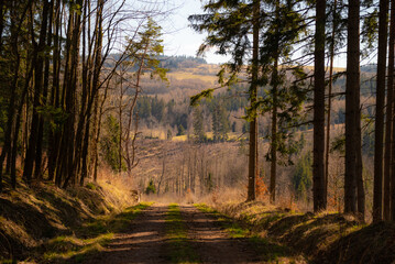 Fototapeta premium Morning in the forest - East Europe