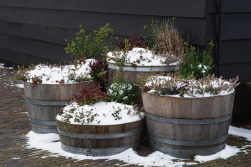 Green plants growing in wooden barrels against the background of a wooden black wall, powdered with snow. - 554673424