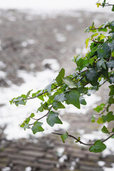 A branch of green ivy against a snow-covered road.