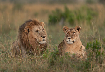 Lion and lioness resting in the morning hours at Masai Mara, Kenya
