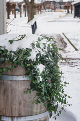 A plant growing in a wooden barrel covered with snow.