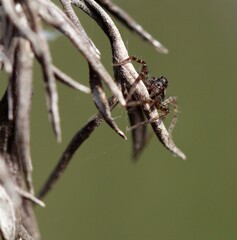 Les yeux de l'araignée qui me paraît aussi surprise que moi en la  photographiant. © Cécile