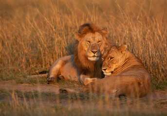 Fototapeta na wymiar Lion and lioness in the morning hours at Masai Mara, Kenya