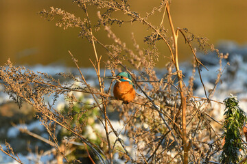 Eisvogel