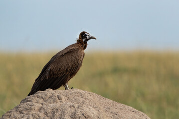 Portrait of a hooded vulture on a mound, Masai Mara, Kenya