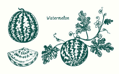Watermelon (Citrullus lanatus) collection. Ink black and white doodle drawing in woodcut style