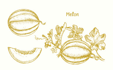 Melon ( Cucurbitaceae ) fruit collection. Ink yellow doodle drawing in woodcut style