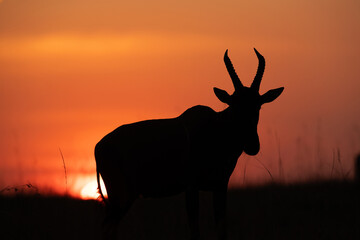 Silhouette of a portrait of a Topi during sunset at Masai Mara, Kenya