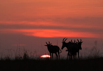Silhouette of Topi during sunset at Masai Mara, Kenya