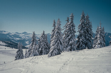 Hiver, neige, sapin, Les Saisies, Savoie, 73, Alpes, France