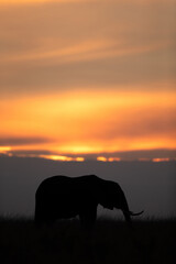 Fototapeta na wymiar Silhouette of African elephant during sunset, Masai Mara, Kenya