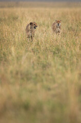 A pair of Cheetah walking in the mid of tall grasses, Masai Mara