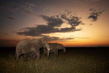 Naklejka premium African elephants grazing during sunset, Masai Mara, Kenya