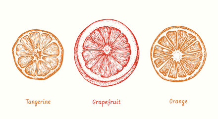 Tangerine, grapefruit and orange cut slice collection. Ink doodle drawing in woodcut style