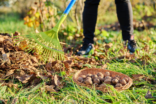 Woman with rake clearing leaves under walnut tree, collecting fallen walnuts