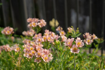 夏に咲いたアリストロメリアの花