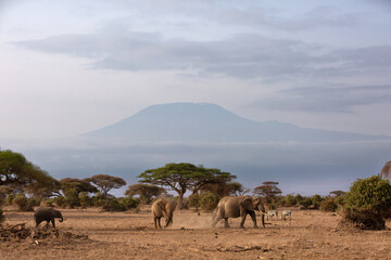 Elephants walking in Ambosli national park with Mount Kilimanjaro at the backdrop, Kenya