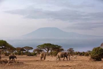 Papier peint adhésif Kilimandjaro Elephants walking in Ambosli national park with Mount Kilimanjaro at the backdrop, Kenya