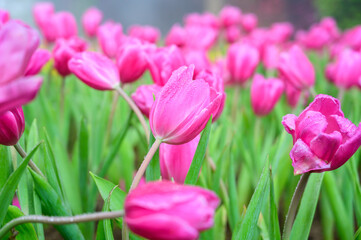 Pink tulip flowers in the garden