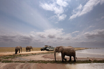A wide angle view of elephants walking in Amboseli national park in cloudy weather, Kenya