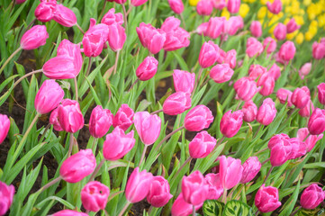 Fototapeta premium Pink tulip flowers in the garden