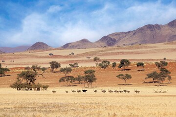 Fototapeta na wymiar Desert landscape with acacia trees and mountains, NamibRand Nature Reserve, Namib, Namibia, Africa