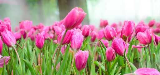 Panorama of pink tulip flowers in the garden