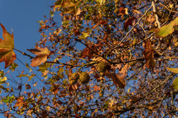 Western plane tree, Platanus hispanica
