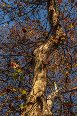 Western plane tree, Platanus hispanica