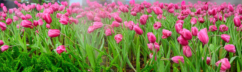 Panorama of pink tulip flowers in the garden