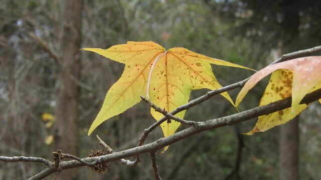 The last leaf of a maple tree, painted in the colors of autumn, hangs on a branch and sways in the wind on a cloudy day at the end of autumn