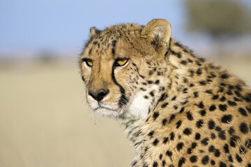 Fototapeta na wymiar Cheetah in the savanna. Close-up. Namibia. Africa. An excellent illustration.