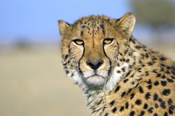 Cheetah in the savanna. Close-up. Namibia. Africa. An excellent illustration.
