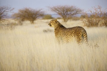 Cheetah in the savanna. Close-up. Namibia. Africa. An excellent illustration.