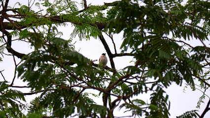 Sooty-headed Bulbul bird perches on a tree trunk