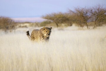 Cheetah in the savanna. Close-up. Namibia. Africa. An excellent illustration.