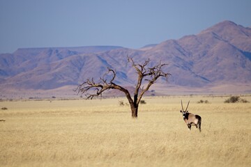 Gemsbok, Oryx gazella large antelope, on the dune escarpment in the Namib Desert in the...