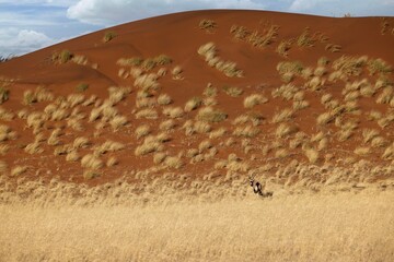 Gemsbok, Oryx gazella large antelope, on the dune escarpment in the Namib Desert in the...