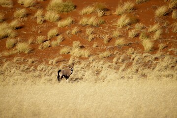 Gemsbok, Oryx gazella large antelope, on the dune escarpment in the Namib Desert in the Namib-Naukluft National Park of Namibia.