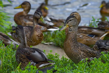 A duck surrounded by other ducks looks at the camera. Duck in the grass near the lake
