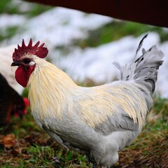 white rooster on the farm