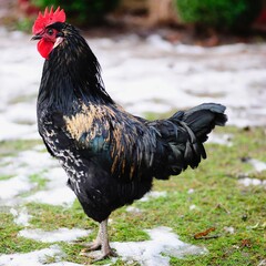rooster in the farm