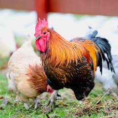 rooster in the farm